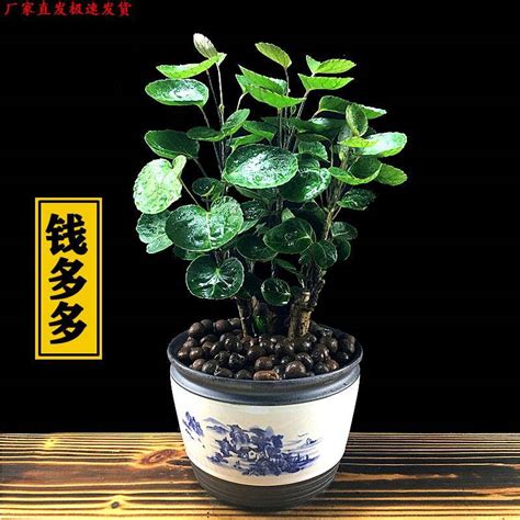 桌上植物|9款桌面绿植推荐｜提升你的工位幸福